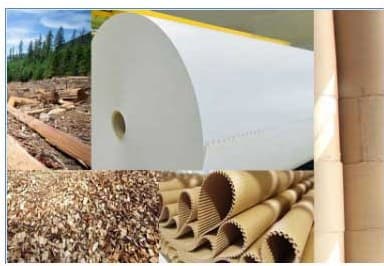 Pulp & Paper / Tissue